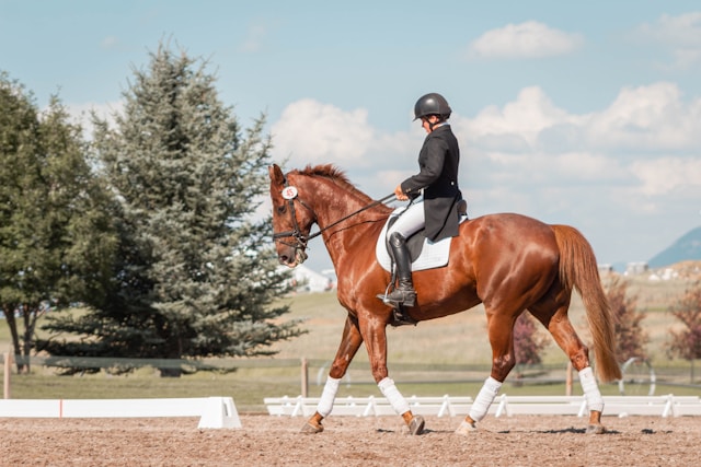 Equitation